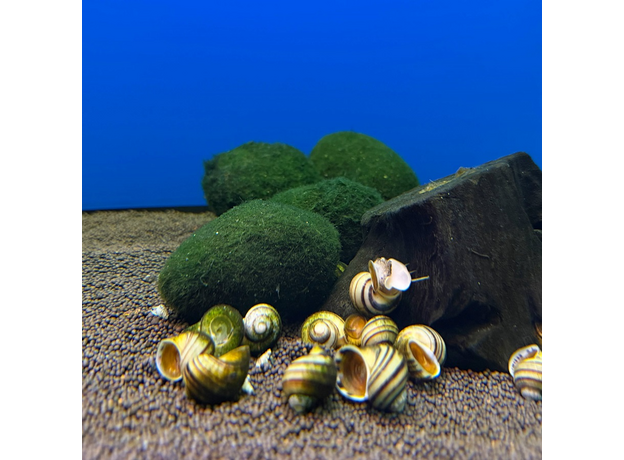 Кладофора (S) (Cladophora aegagropila)