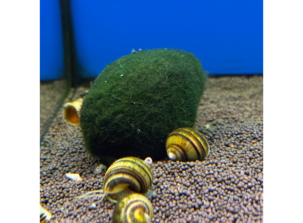 Кладофора (S) (Cladophora aegagropila)