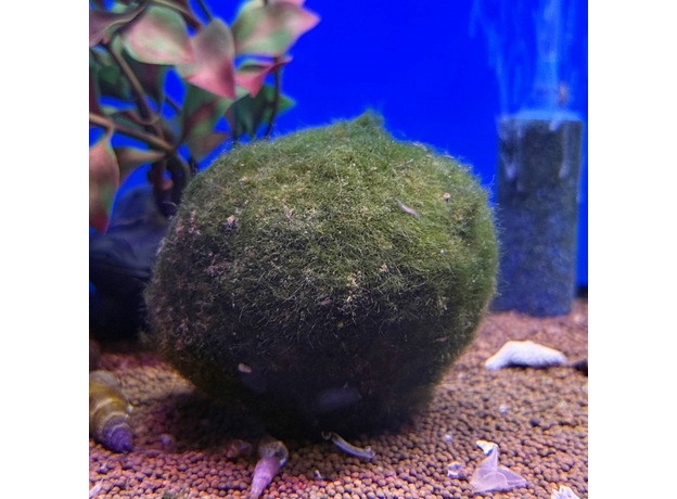 Кладофора (S) (Cladophora aegagropila)