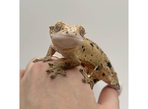 Геккон новокаледонский реснитчатый (бананоед) Super Dalmatian самка