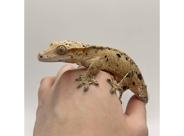 Геккон новокаледонский реснитчатый (бананоед) Super Dalmatian самка