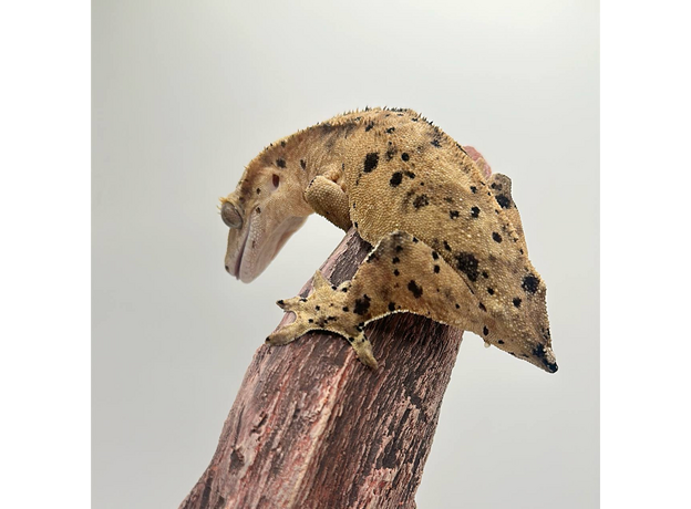 Геккон новокаледонский реснитчатый (бананоед) Super Dalmatian самка