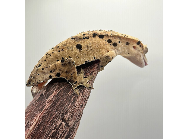 Геккон новокаледонский реснитчатый (бананоед) Super Dalmatian самка