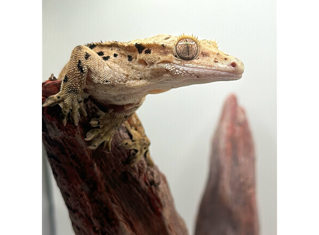 Геккон новокаледонский реснитчатый (бананоед) Super Dalmatian самка