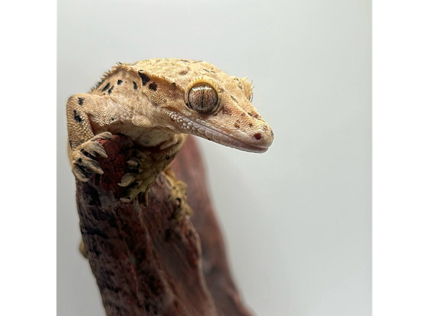 Геккон новокаледонский реснитчатый (бананоед) Super Dalmatian самка