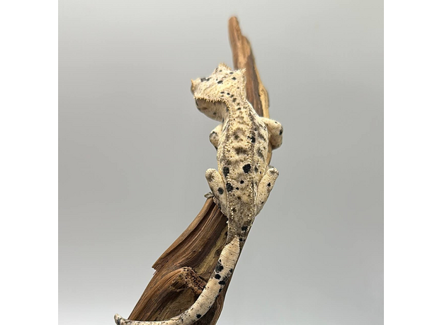 Геккон новокаледонский реснитчатый (бананоед) super dalmatin