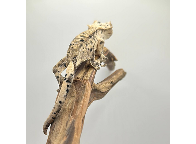 Геккон новокаледонский реснитчатый (бананоед) super dalmatin