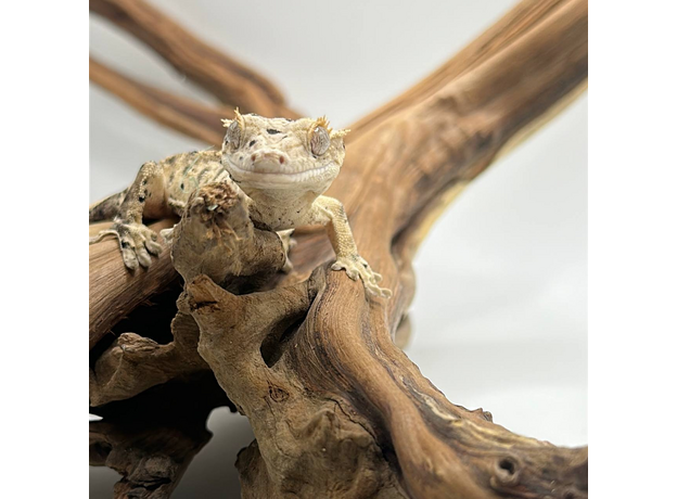 Геккон новокаледонский реснитчатый (бананоед) super dalmatin