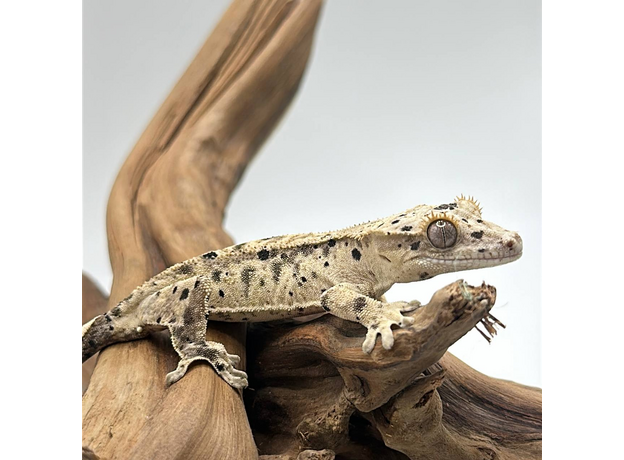 Геккон новокаледонский реснитчатый (бананоед) super dalmatin