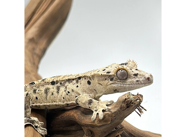 Геккон новокаледонский реснитчатый (бананоед) super dalmatin