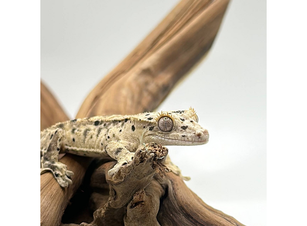 Геккон новокаледонский реснитчатый (бананоед) super dalmatin