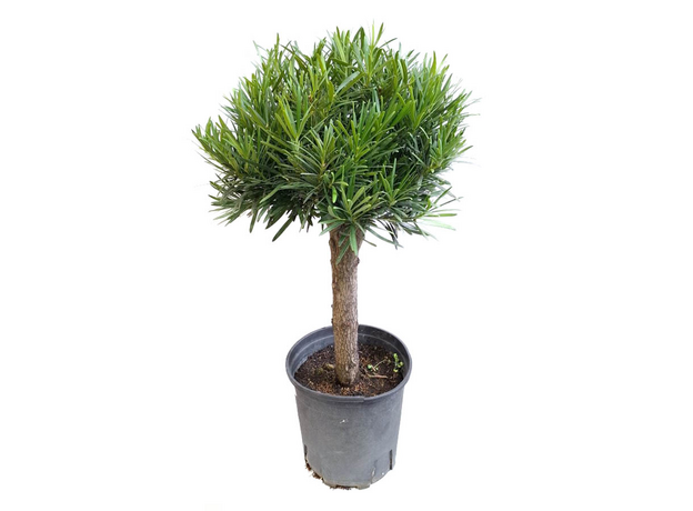 Подокарпус крупнолистный, в ассортименте