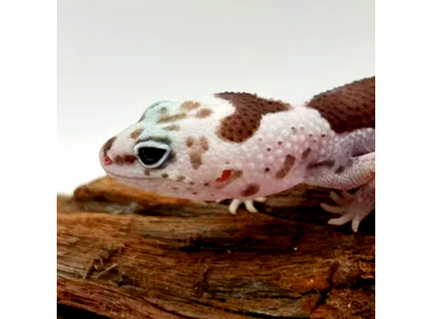 Гемитеконикс толстохвостый, White Out Zulu Oreo