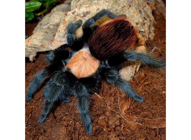 Паук-птицеед Br. albiceps, L6-8