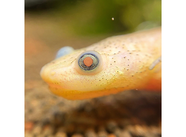 Тритон испанский золотой L (Pleurodeles waltl)