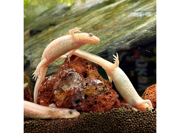 Тритон испанский золотой (S) (Pleurodeles waltl albino)