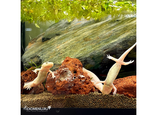 Тритон испанский золотой (S) (Pleurodeles waltl albino)