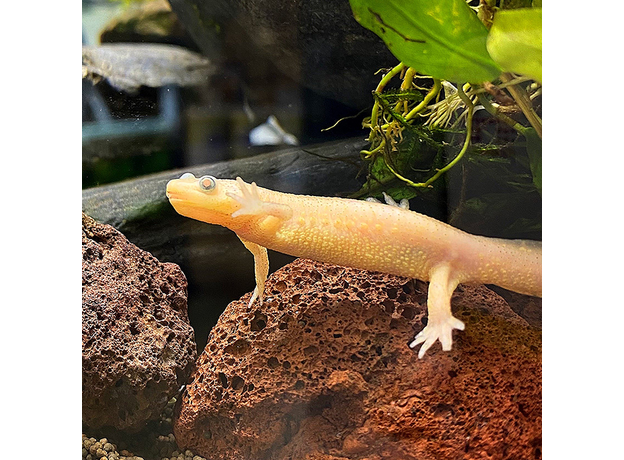 Тритон испанский золотой (S) (Pleurodeles waltl albino)