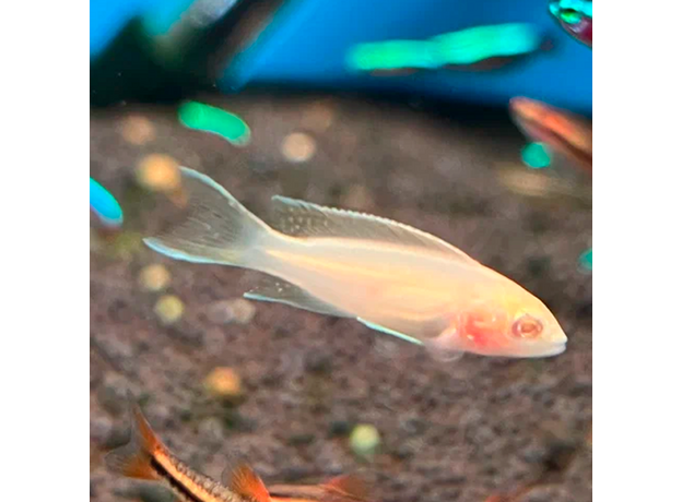 Принцесса Бурунди альбинос (Neolamprologus brichardi)