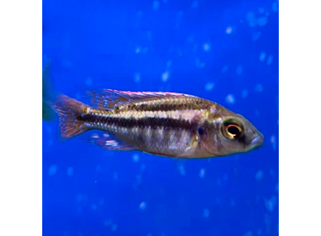 Хилотиляпия губастая (Cheilochromis euchilus)