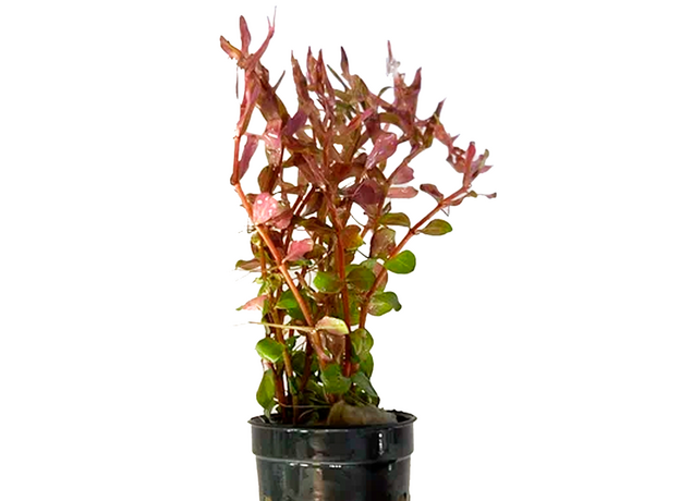 Ротала Blood Red (в горшочке) (Rotala Blood Red)