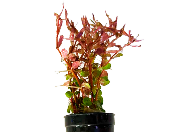 Ротала Blood Red (в горшочке) (Rotala Blood Red)