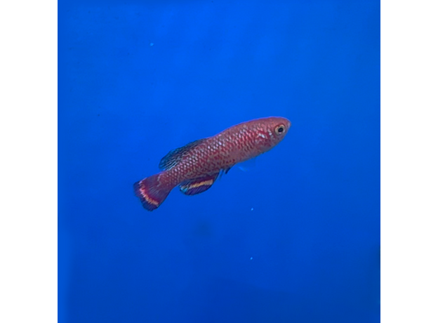 Нотобранхиус мраморный (Nothobranchius marmoreus)