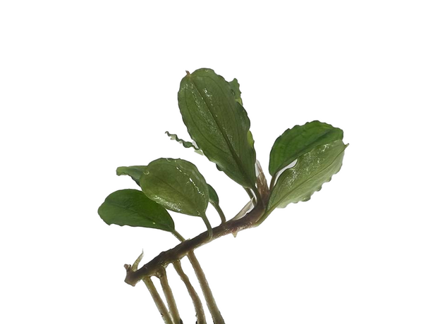Буцефаландра Гермес (ветка) (Bucephalandra Brownie Hermes)