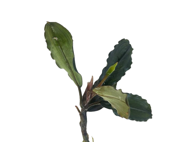 Буцефаландра Аид (ветка) (Bucephalandra sp. Hades)