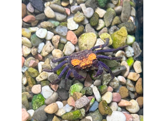 Краб Вампир триколор (самец) (Geosesarma sp. Tricolor)