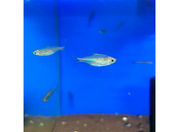 Конго золотой (Alestopetersius caudalis)