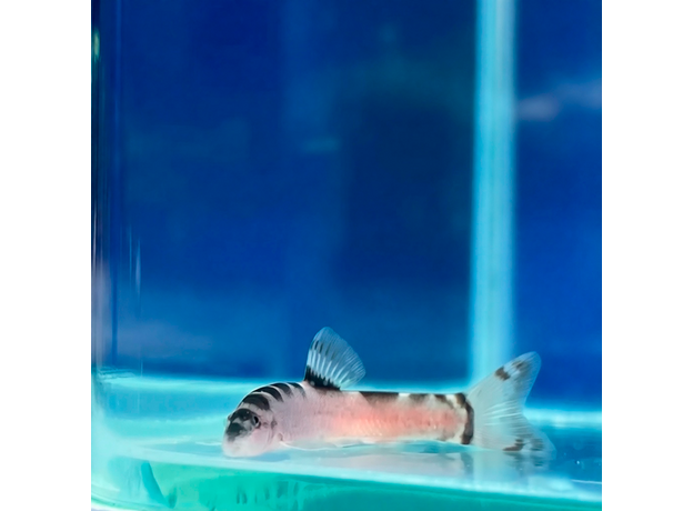 Лептобоция гуиленсис (Leptobotia guilinensis)