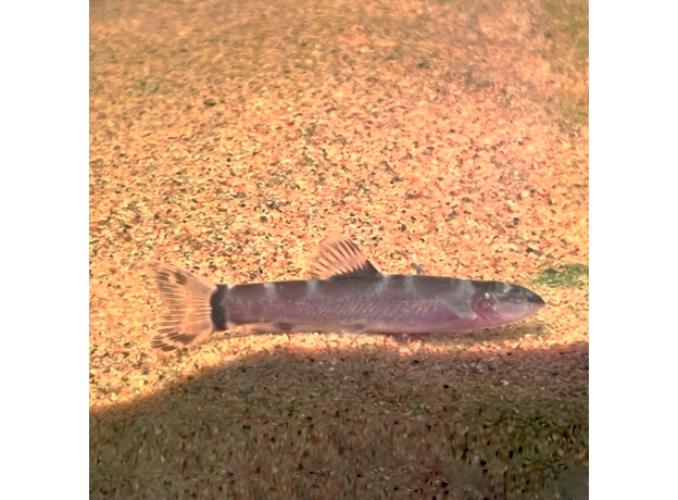 Лептобоция Чанга (Leptobotia tchangi)