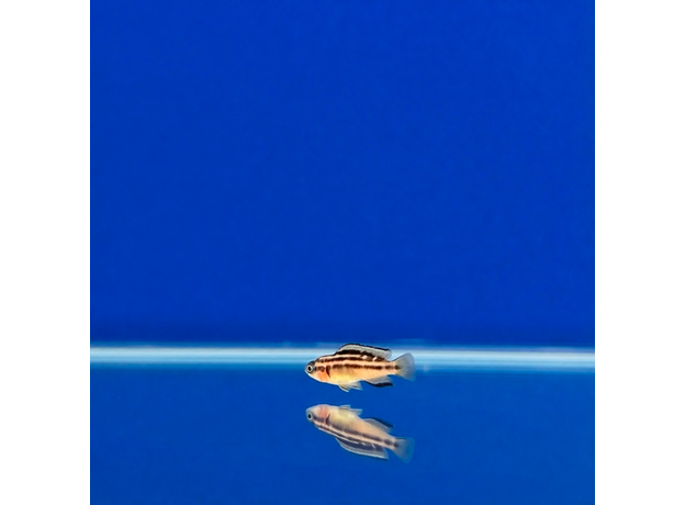 Юлидохромис орнатус (Julidochromis ornatus)