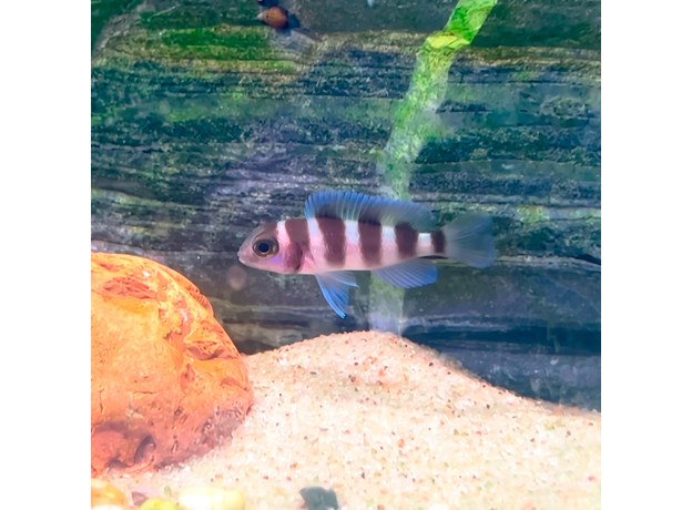 Неолампрологус пятиполосый (Neolamprologus tretocephalus)
