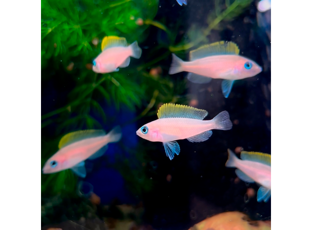 Неолампрологус крапчатохвостый (Neolamprologus caudopunctatus)