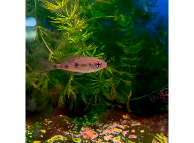 Офтальмотиляпия вентралис (Ophthalmotilapia ventralis)
