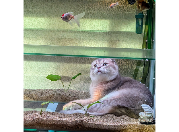 Аквариум для кота " Котариум", 800х445х550мм, тумба с 1 дверкой