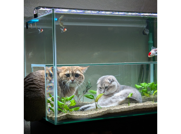 Аквариум для кота " Котариум", 800х445х550мм, тумба с 1 дверкой