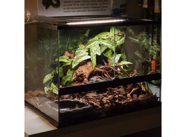 Террариумный комплект "Ермунганд"