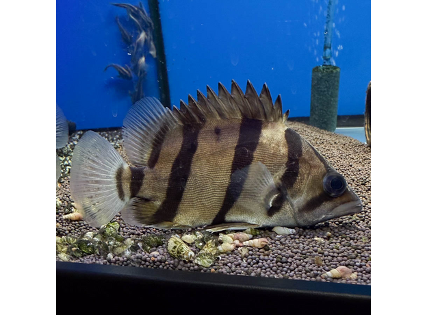 Окунь тигровый меконгский (Datnioides undecimradiatus)