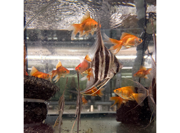 Альтум Ориноко (Pterophyllum Altum)