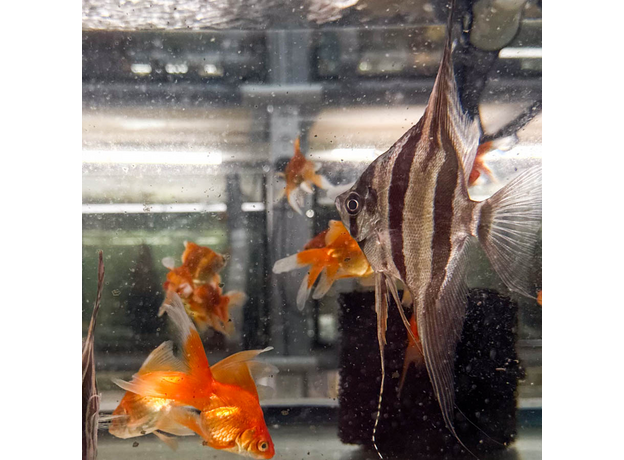 Альтум Ориноко (Pterophyllum Altum)