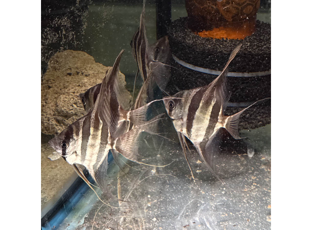 Альтум Ориноко (Pterophyllum Altum)