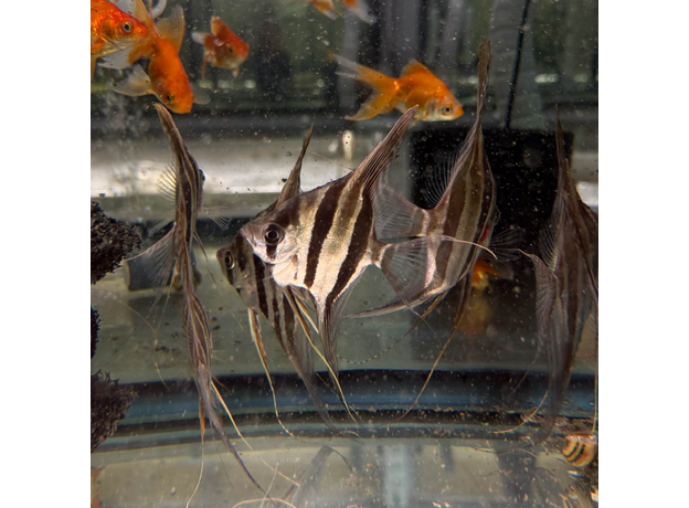 Альтум Ориноко (Pterophyllum Altum)