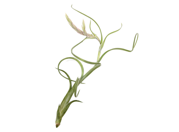 Тилландсия микс L