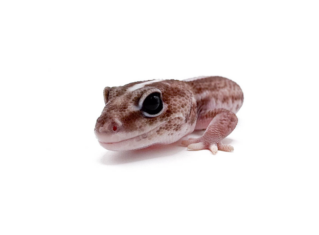 Гемитеконикс толстохвостый Stripe Oreo Patternless