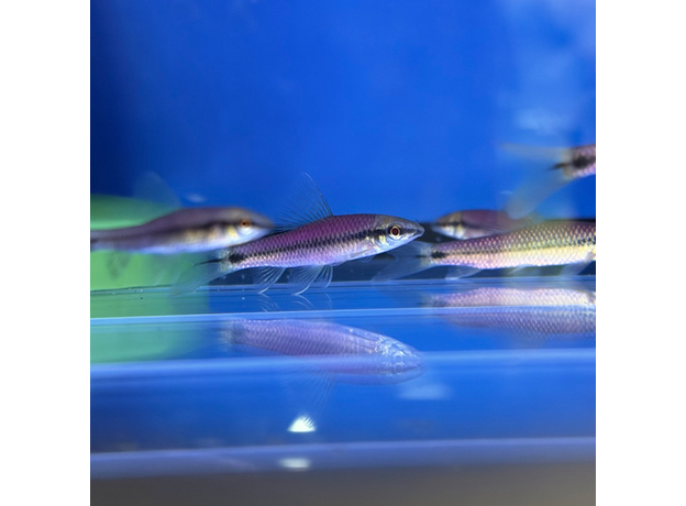 Водорослеед сетчатый "Бородоед" GLO (ассорти) (Crossocheilus reticulatus var.)