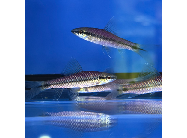 Водорослеед сетчатый "Бородоед" GLO (ассорти) (Crossocheilus reticulatus var.)