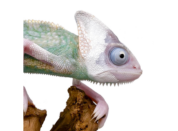 Хамелеон йеменский (шлемоносный) Piebald, самец L